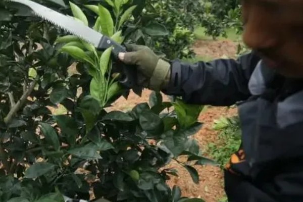 盆栽橘子树叶子发黄怎么处理，需及时更换土壤