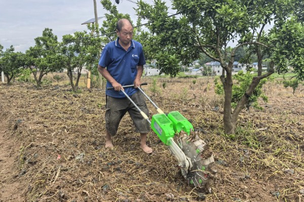 盆栽橘子树叶子发黄怎么处理，需及时更换土壤