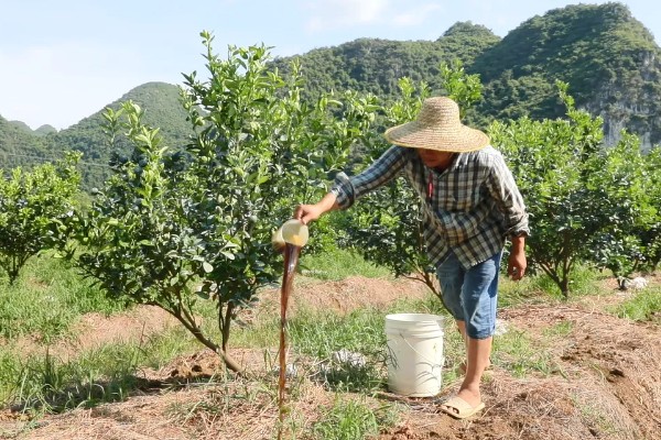 盆栽橘子树叶子发黄怎么处理，需及时更换土壤