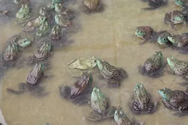 牛蛙的养殖技巧，在投喂前需要用水泡湿饲料