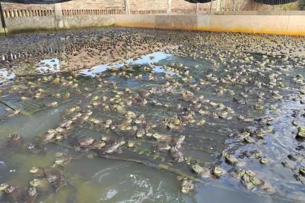 牛蛙的养殖技巧，在投喂前需要用水泡湿饲料