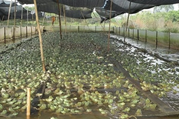 牛蛙的养殖技巧，在投喂前需要用水泡湿饲料