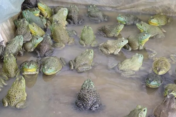 牛蛙的养殖技巧，在投喂前需要用水泡湿饲料