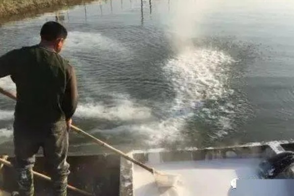 牛蛙的养殖技巧，在投喂前需要用水泡湿饲料