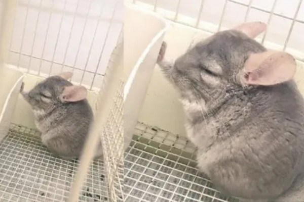 龙猫僵硬了是死掉了吗，可能是低血糖所致