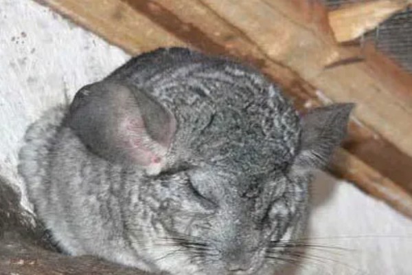 龙猫僵硬了是死掉了吗，可能是低血糖所致