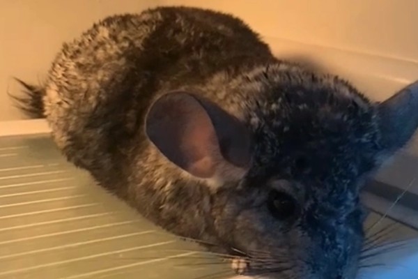 龙猫僵硬了是死掉了吗，可能是低血糖所致