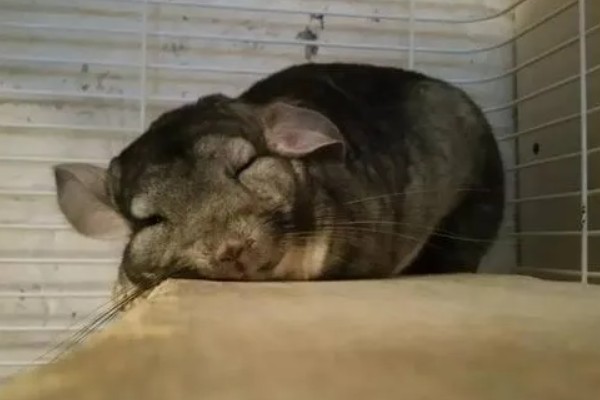 龙猫僵硬了是死掉了吗，可能是低血糖所致