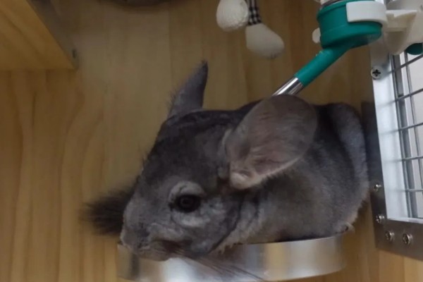 龙猫僵硬了是死掉了吗，可能是低血糖所致