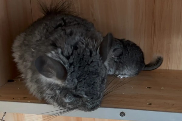 龙猫僵硬了是死掉了吗，可能是低血糖所致