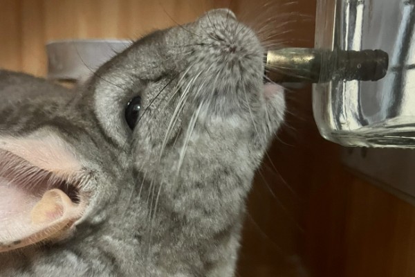 龙猫僵硬了是死掉了吗，可能是低血糖所致