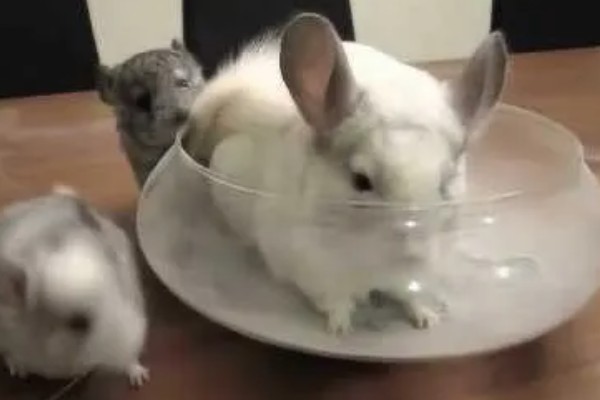 龙猫僵硬了是死掉了吗，可能是低血糖所致