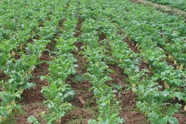 萝卜糠心的症状，果肉会变成糠心状