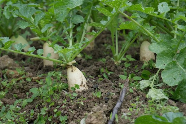 萝卜糠心的症状，果肉会变成糠心状