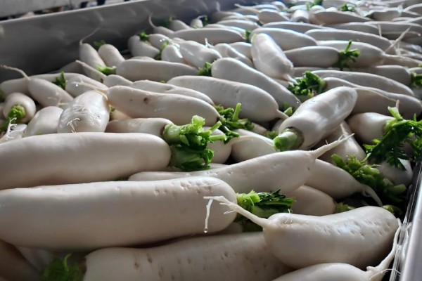 萝卜糠心的症状，果肉会变成糠心状