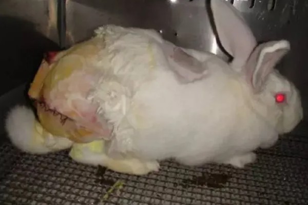 兔肝毛细线虫感染症状,严重时消化系统会紊乱
