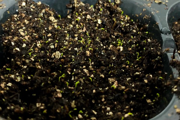 满天星种子多久可以发芽，不催芽的话需要十天左右