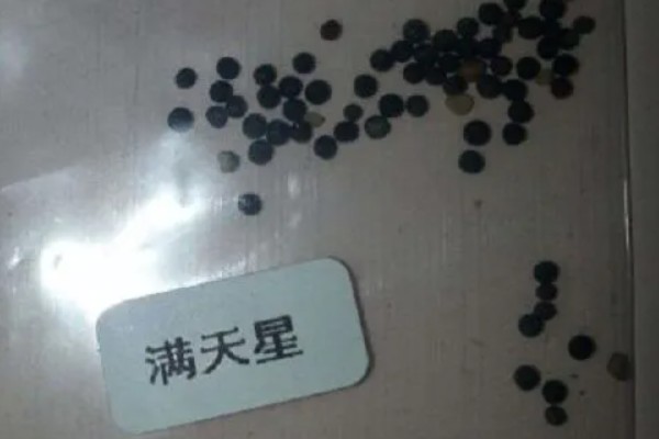 满天星种子多久可以发芽，不催芽的话需要十天左右