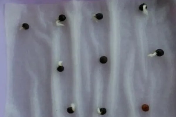 满天星种子多久可以发芽，不催芽的话需要十天左右