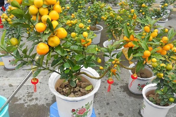 脐橙能在家里种吗,注意把握温度、光照、水肥