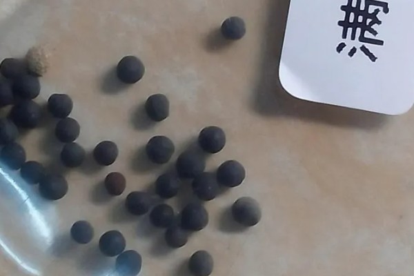 满天星种子多久可以发芽，不催芽的话需要十天左右