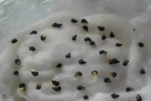 满天星种子多久可以发芽，不催芽的话需要十天左右