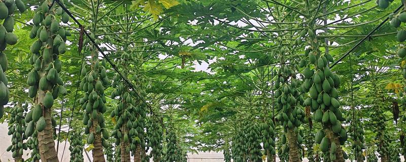 当前种植木瓜能否赚钱，前景较好且效益稳定