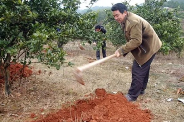 脐橙能在家里种吗,注意把握温度、光照、水肥
