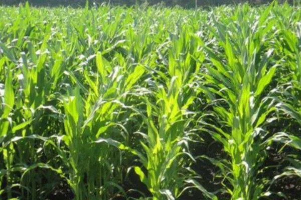 中选777玉米种介绍，夏播生育期104天