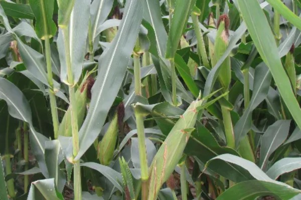 中选777玉米种介绍，夏播生育期104天