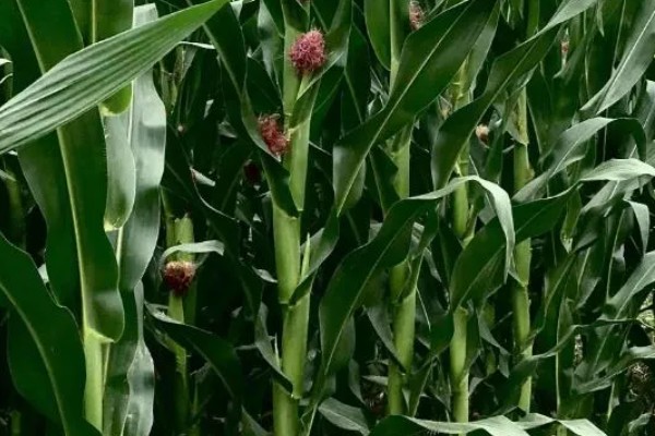 中选777玉米种介绍，夏播生育期104天