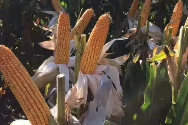 中选777玉米种介绍，夏播生育期104天