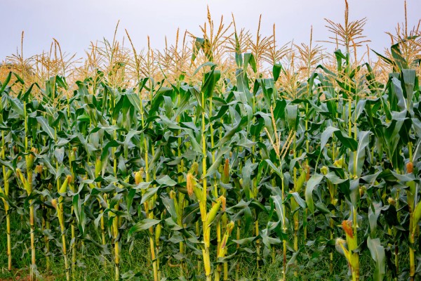 中选777玉米种介绍，夏播生育期104天