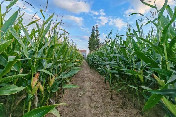 中选777玉米种介绍，夏播生育期104天