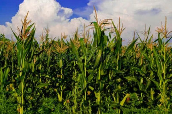 中选777玉米种介绍，夏播生育期104天