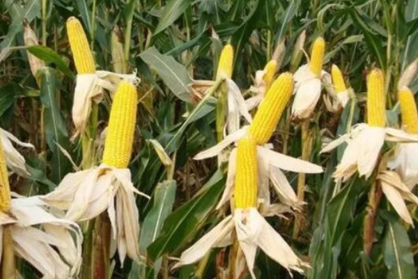 中选777玉米种介绍，夏播生育期104天