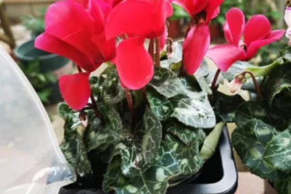 仙客来倒伏如何解决，需移换环境