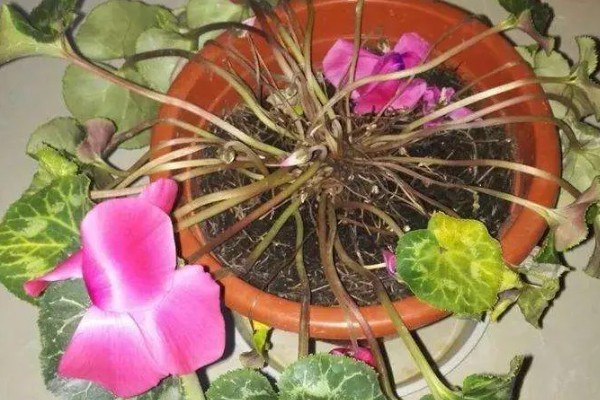 仙客来倒伏如何解决，需移换环境