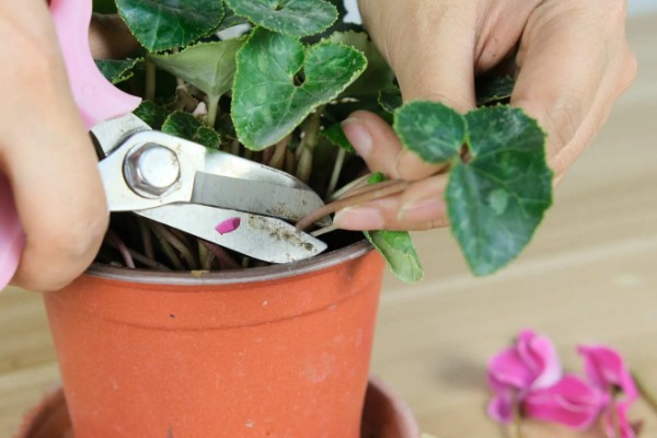 仙客来倒伏如何解决，需移换环境