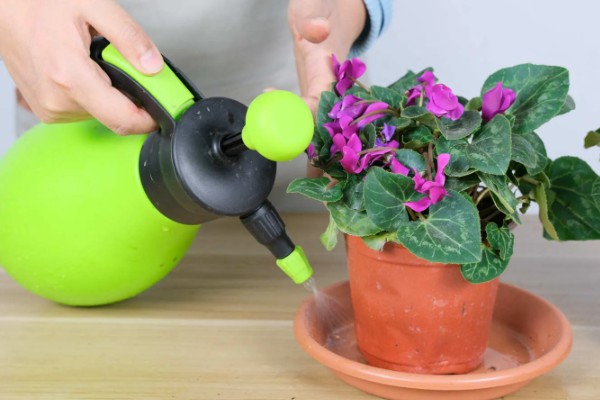 仙客来倒伏如何解决，需移换环境