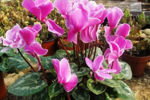 仙客来倒伏如何解决，需移换环境