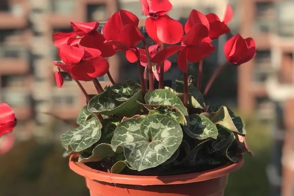 仙客来倒伏如何解决，需移换环境