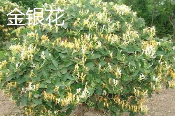 金盏花和金银花的区别是什么，品种和花色均不同