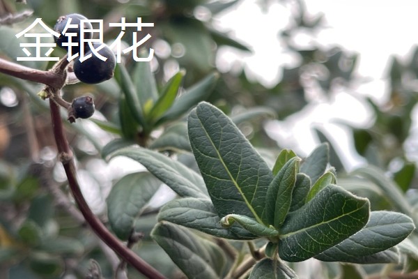 金盏花和金银花的区别是什么，品种和花色均不同