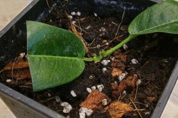 飘香藤是喜阴还是喜阳，飘香藤喜阳