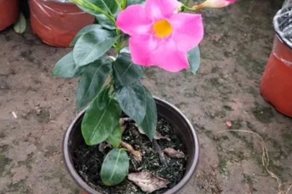 飘香藤是喜阴还是喜阳，飘香藤喜阳