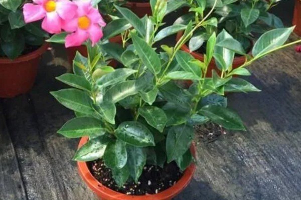 飘香藤是喜阴还是喜阳，飘香藤喜阳