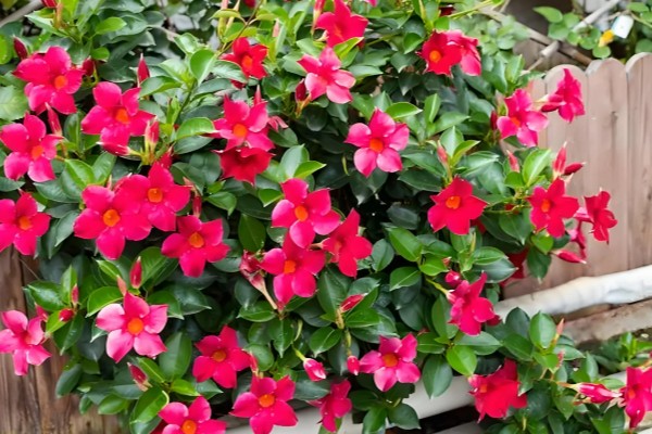 飘香藤是喜阴还是喜阳，飘香藤喜阳