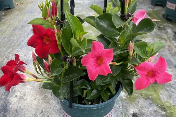 飘香藤是喜阴还是喜阳，飘香藤喜阳