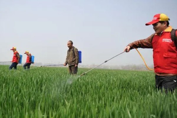 野麦畏的使用方法，适于有灌溉条件的麦区使用